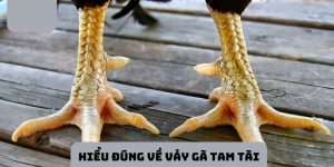 Thông tin chính về vảy gà Tam Tài bạn cần biết